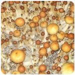 Псилоцибиновые (галлюциногенные)  грибы Psilocybin "Golden Teacher" в Менделеевске