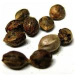 Семена марихуаны АК-47  (Seeds AK-47) в Менделеевске